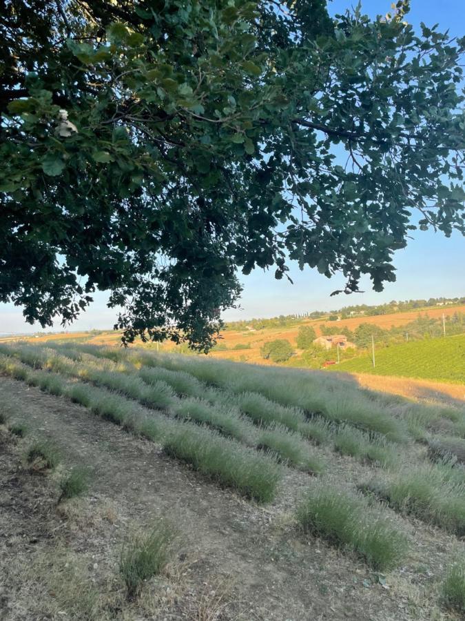 La Ca Dal Non Bioagriturismo - Alpenice Savignano sul Panaro المظهر الخارجي الصورة